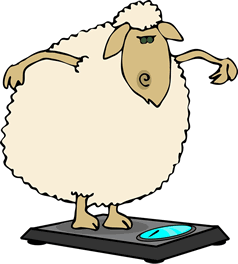 dieting-sheep